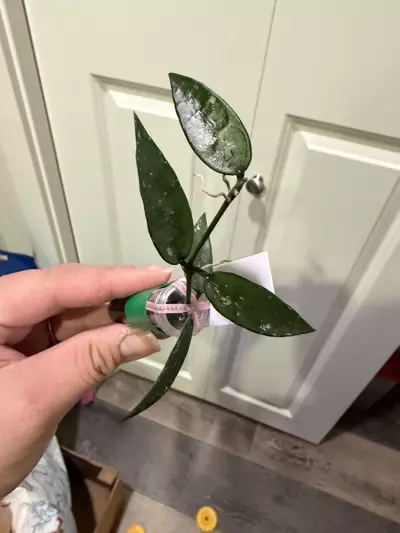 plant/Mystery Hoya Clippings Bundle - Small Leaf 🌱-3-thumbnail