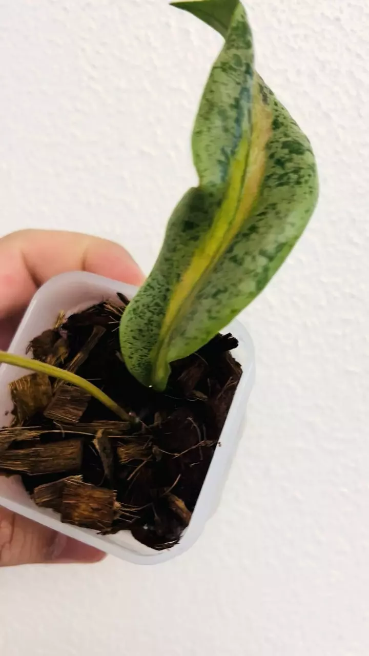 plant/Hoya ‘Autumn Guava’ (active growth)-4