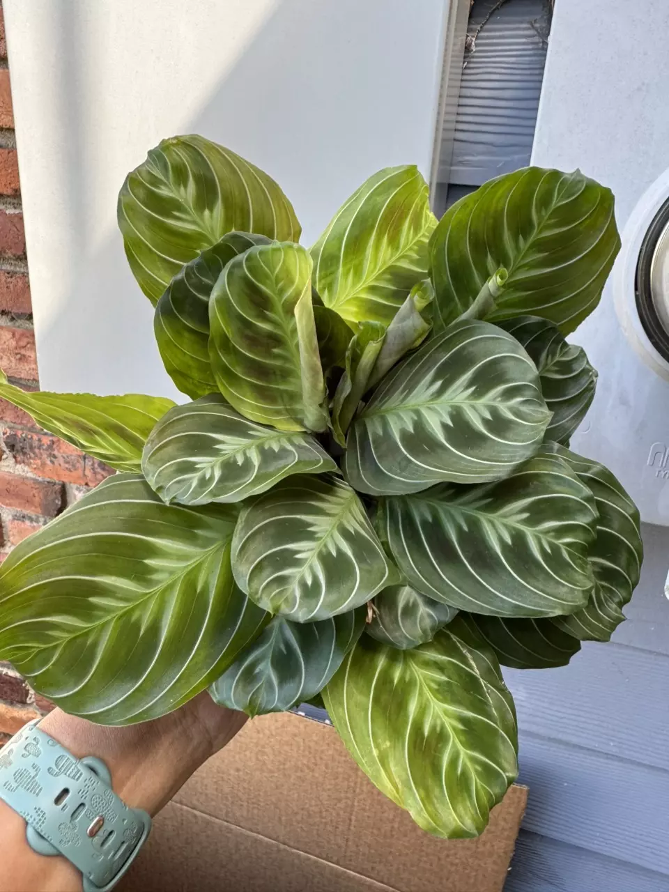plant/Black Maranta-0