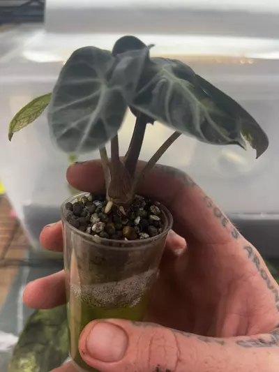 plant/Alocasia Pink Heart Balloon *Corm*-0-thumbnail