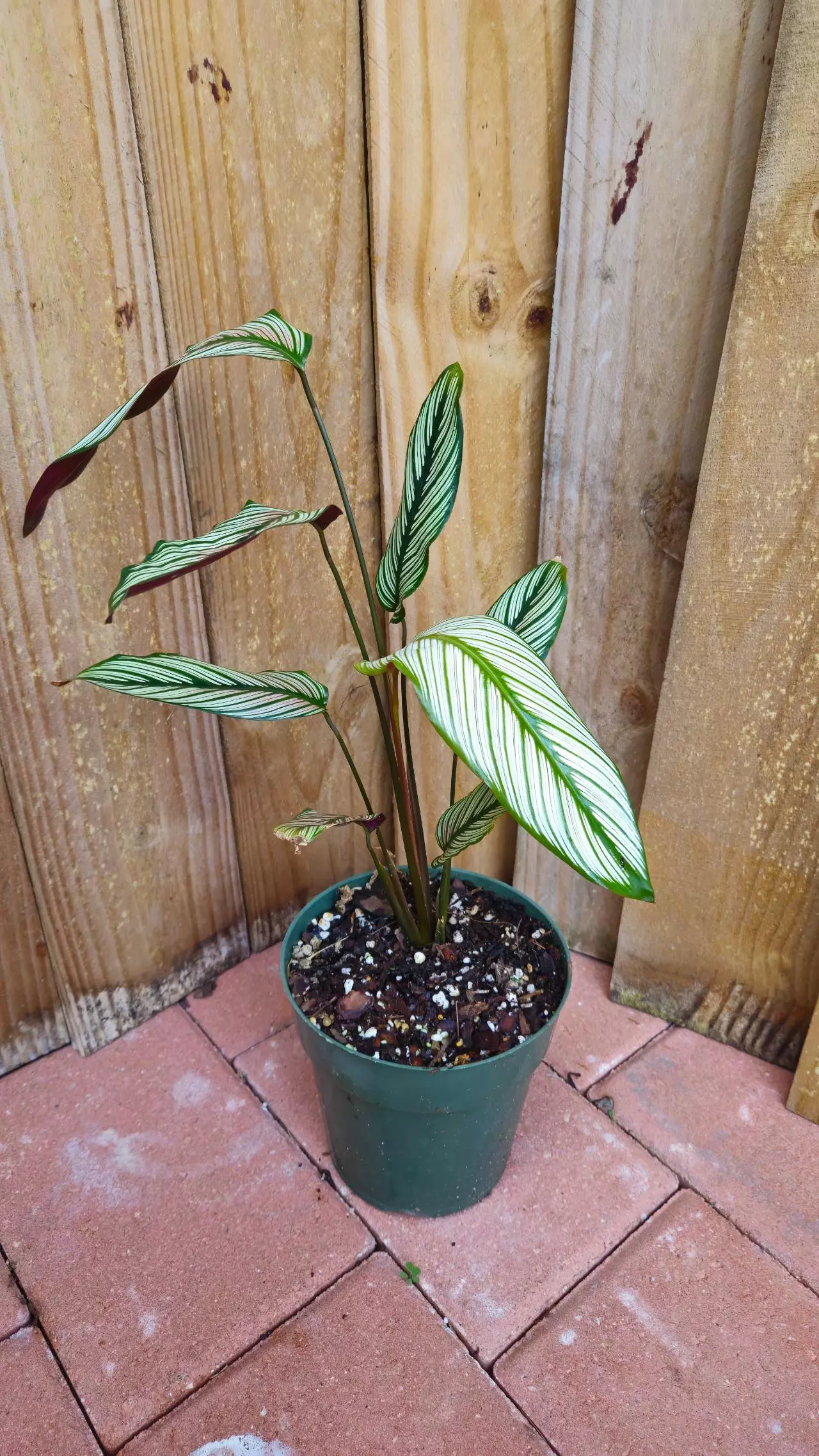 plant/LIVE PLANT Calathea majestica Goeppertia 1ft-5