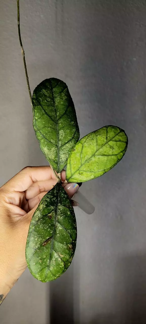 plant/Hoya AH0001 Unrooted-0