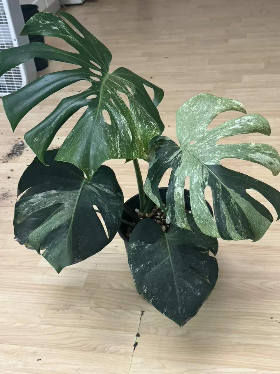 plant/Thrasher  Sport-1