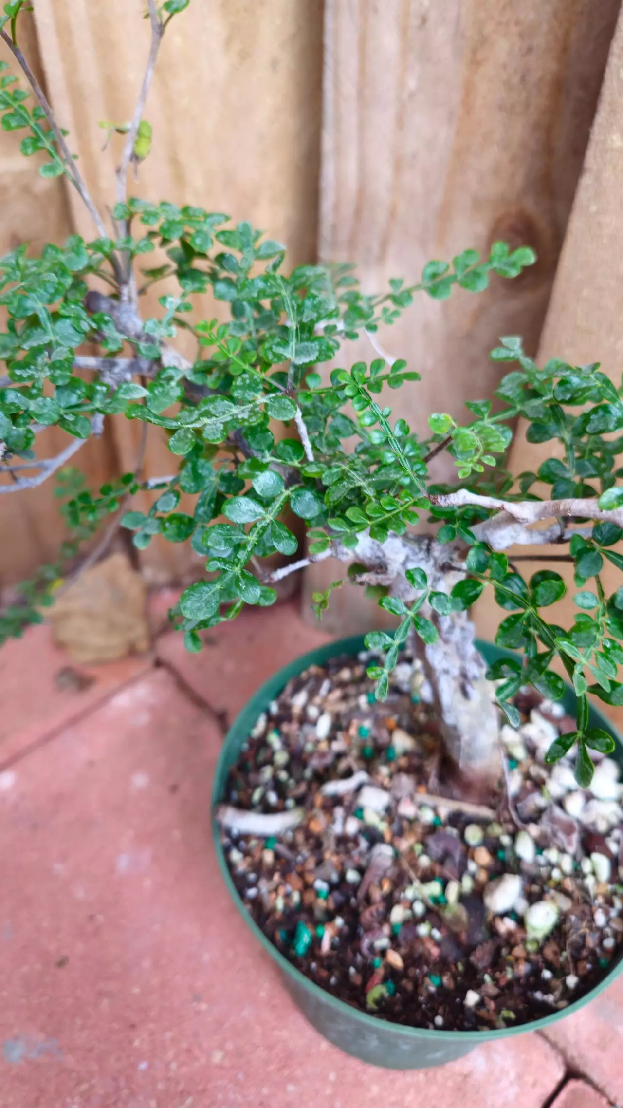 plant/LIVE PLANT 1ft Operculicarya decaryi Elephant Tree-1