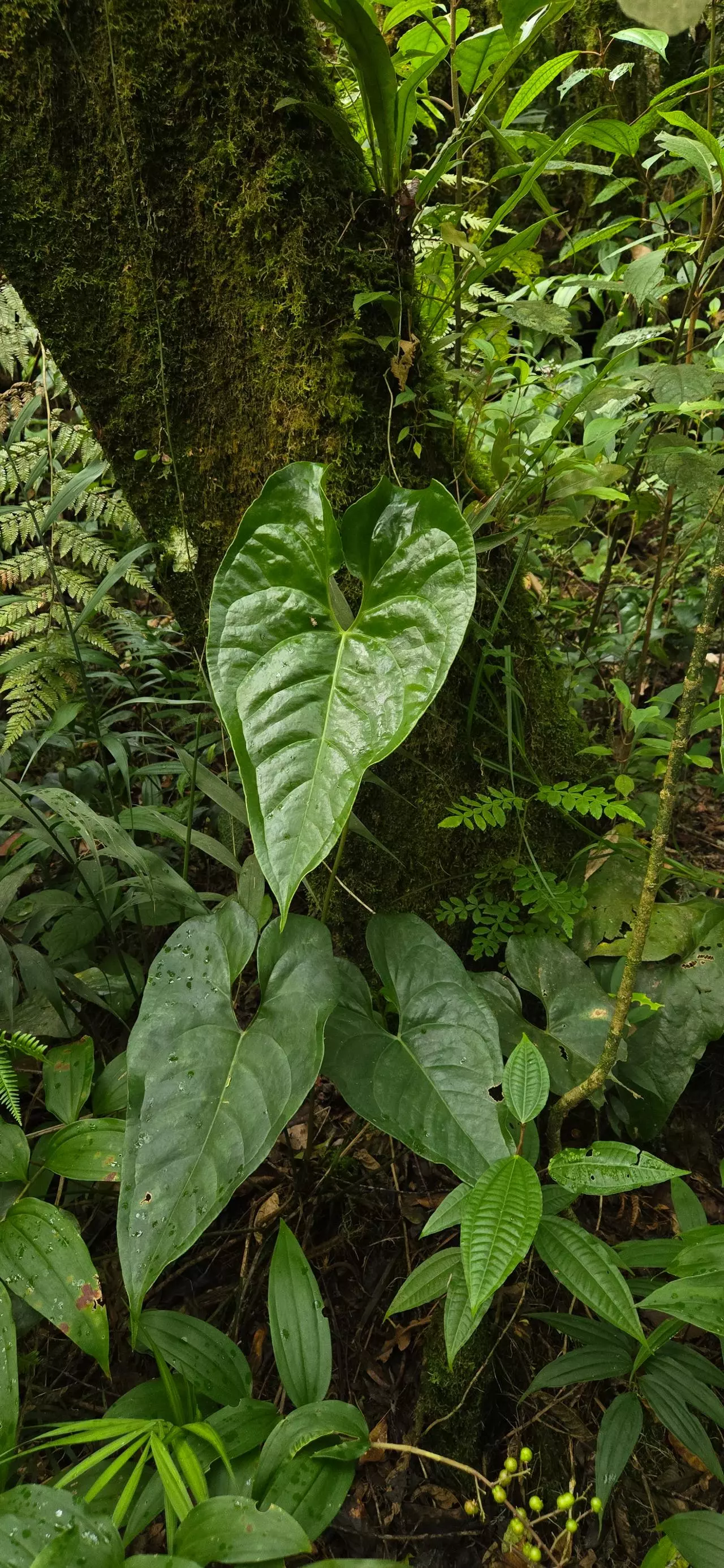 plant/Anthurium umbrosum RARE seedling-0