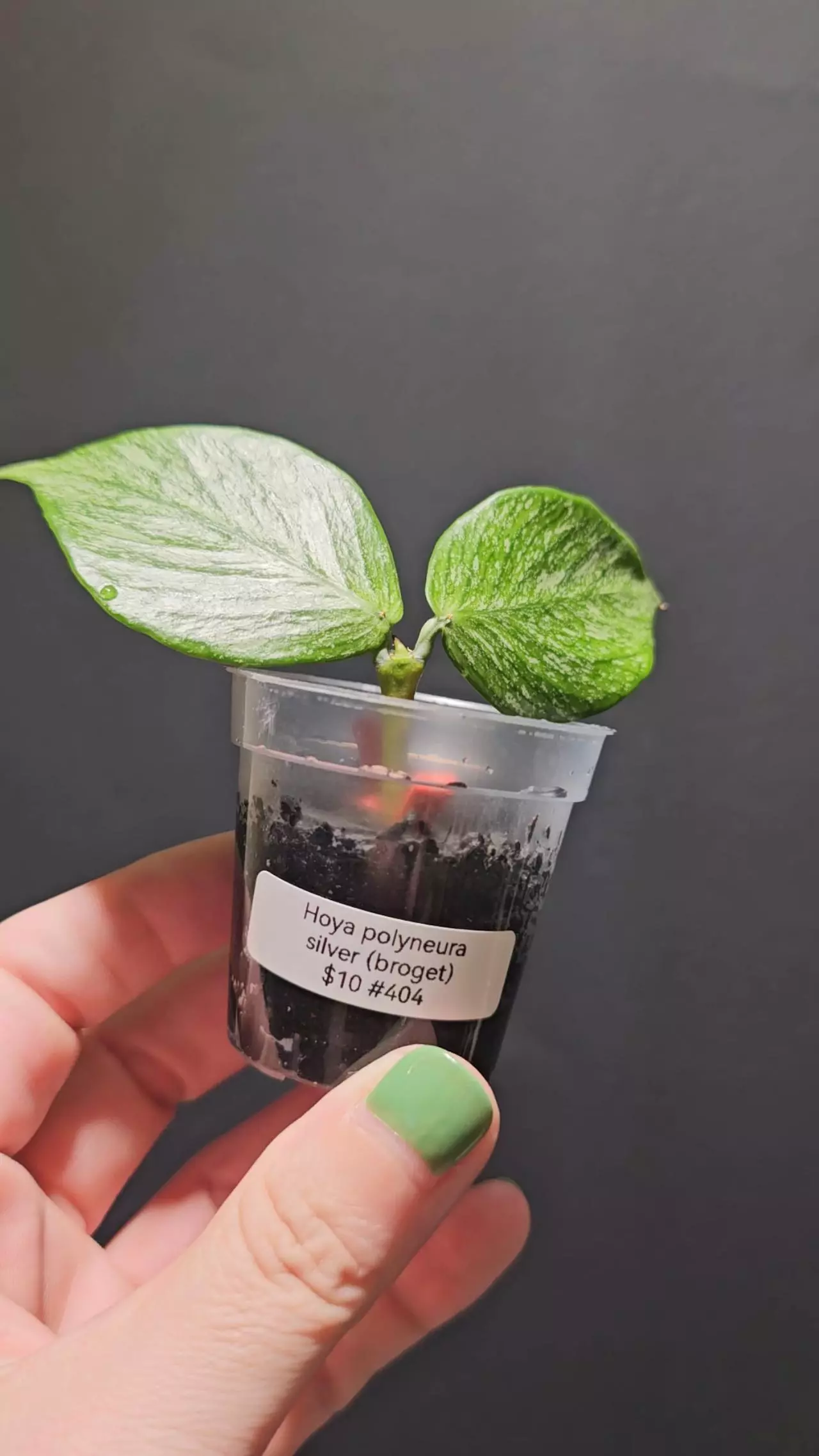 plant/Hoya polyneura silver #404-0
