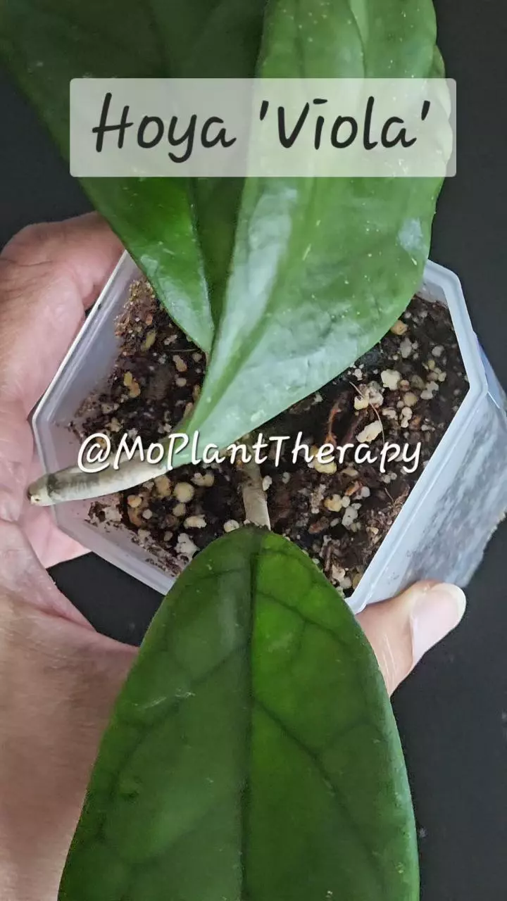 plant/Hoya 'Viola'-1