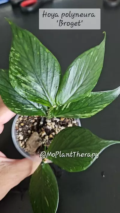 plant/Hoya polyneura 'Broget'-2-thumbnail