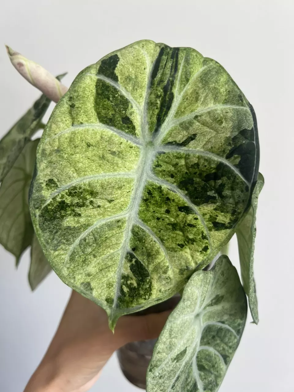 plant/Alocasia ninja tricolor variegated corm-2