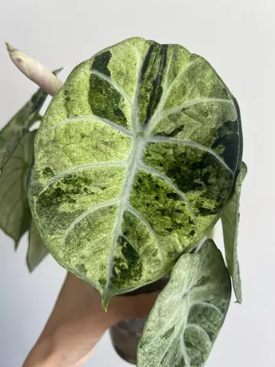 plant/Alocasia ninja tricolor variegated corm-2-thumbnail