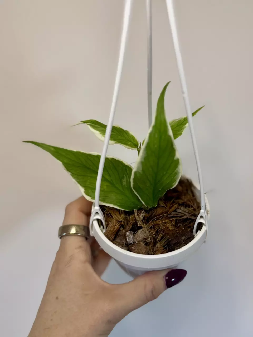 plant/4” Hoya Polyneura Outer Variegated-1