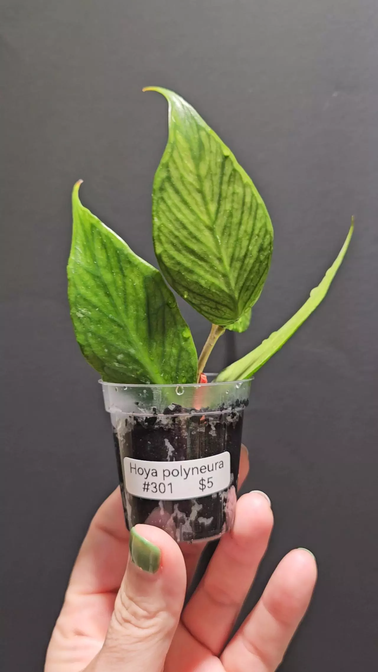 plant/Hoya polyneura #301-0