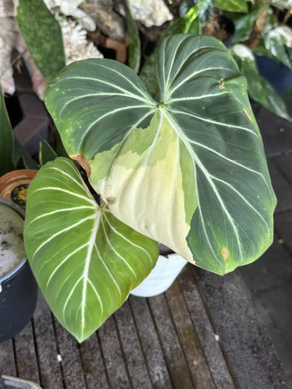 plant/Philodendron Gloriosum Type 1 Variegated-0