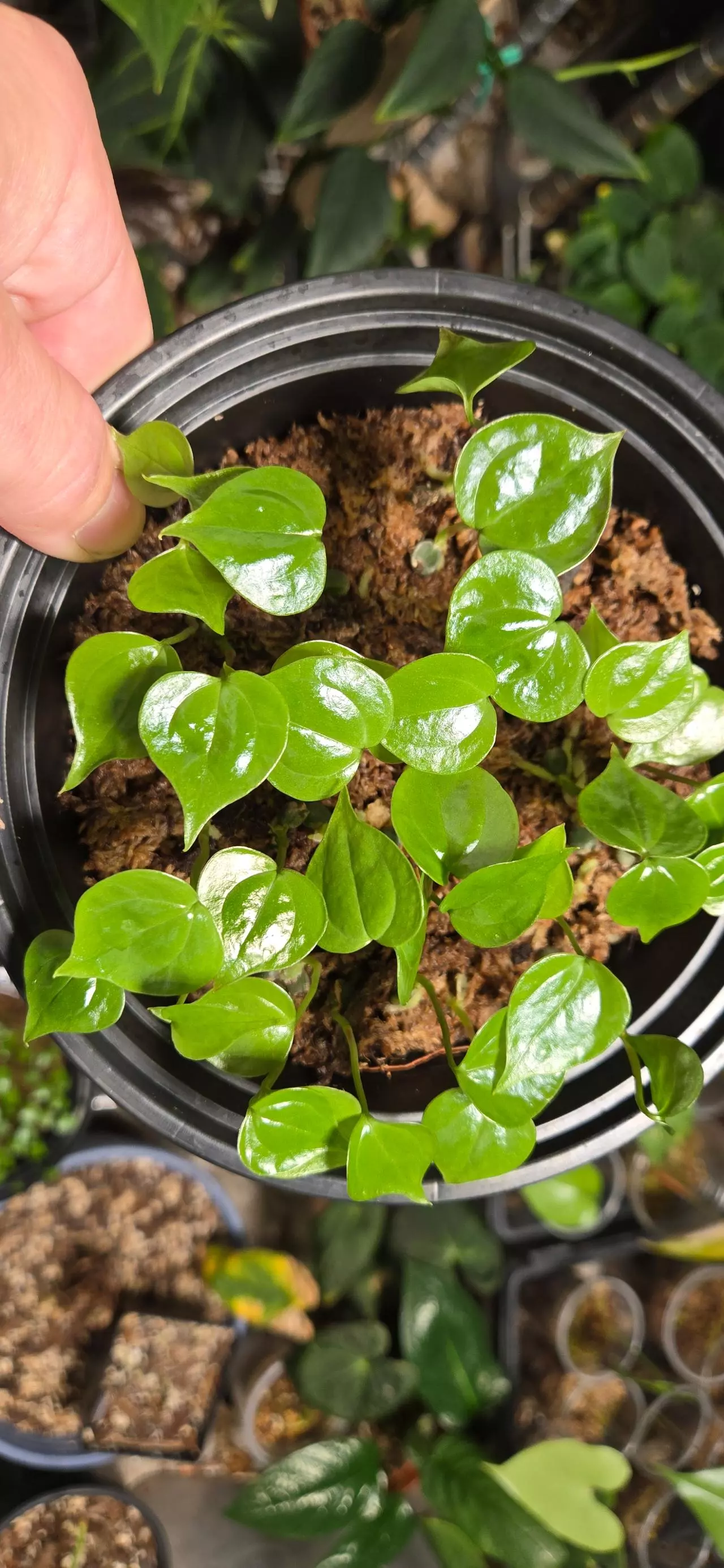 plant/Anthurium umbrosum RARE seedling-1