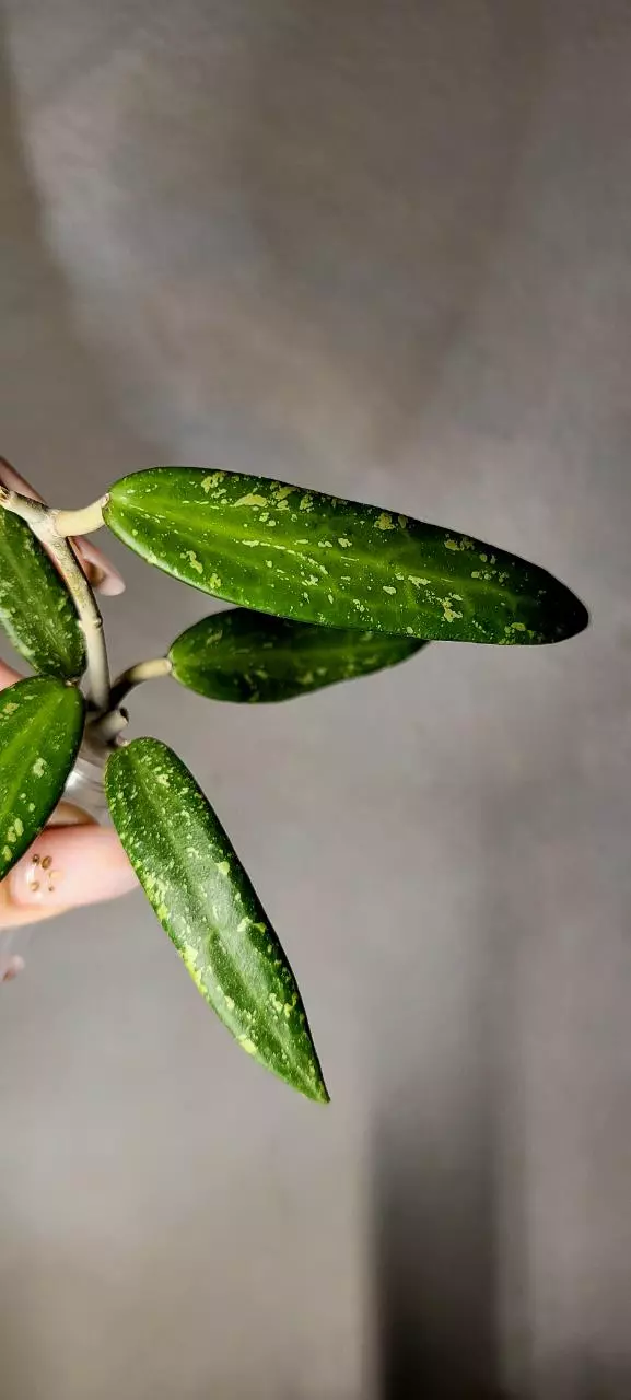 plant/Hoya Loei Province Unrooted-2