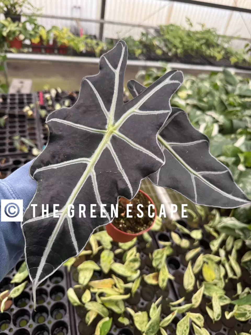 plant/Alocasia purpley 4” pot growers choice-0