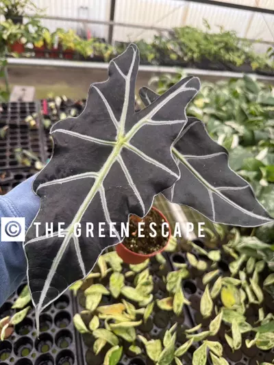 plant/Alocasia purpley 4” pot growers choice-0-thumbnail