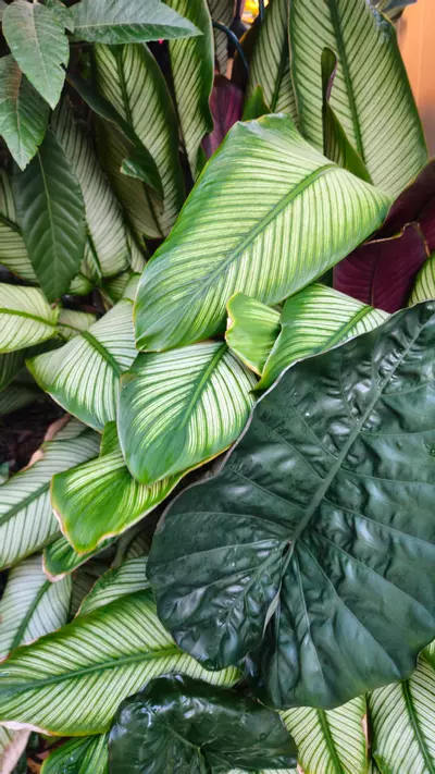 plant/LIVE PLANT Calathea majestica Goeppertia 1ft-2-thumbnail