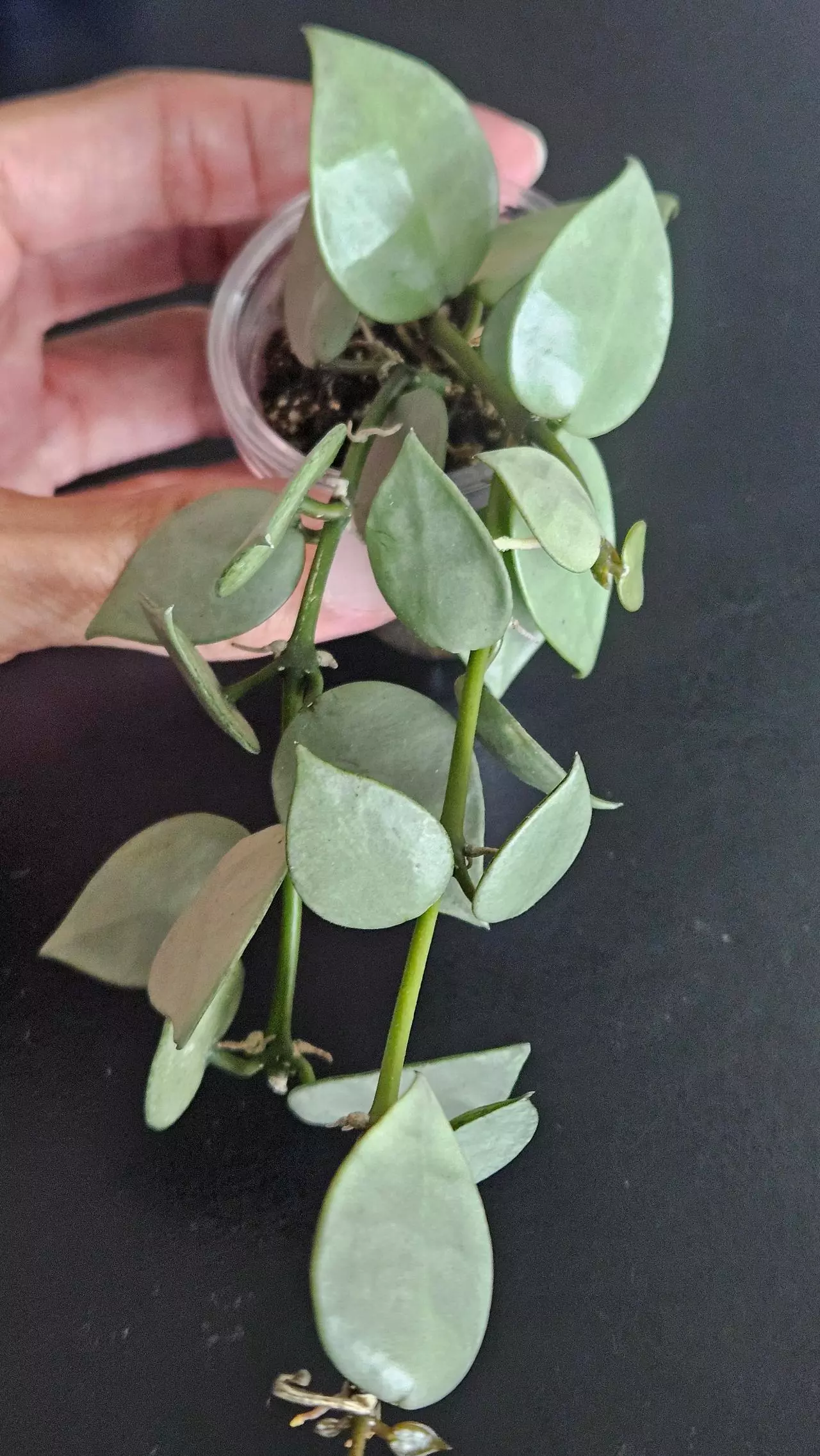 plant/Hoya krohniana 'Silver' #3-0