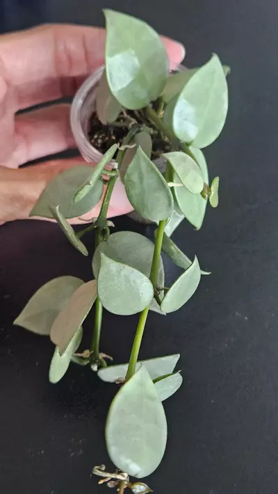 plant/Hoya krohniana 'Silver' #3-0-thumbnail