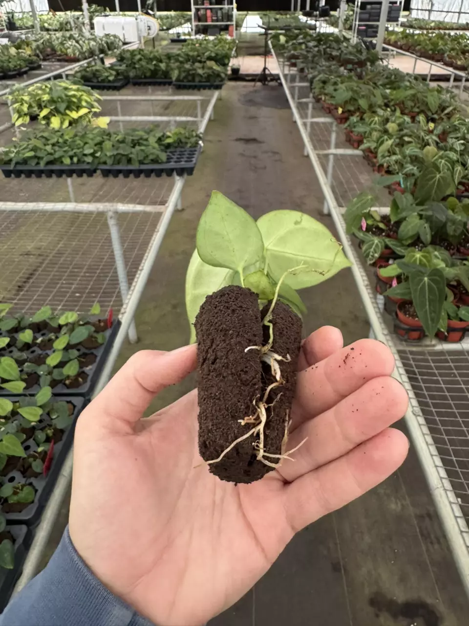 plant/Anthurium crackin veins x Magnificum starter plant growers choice-7