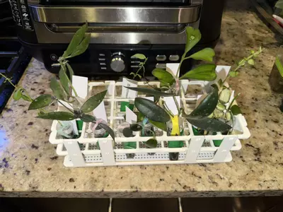 plant/Mystery Hoya Clippings Bundle - Small Leaf 🌱-0-thumbnail