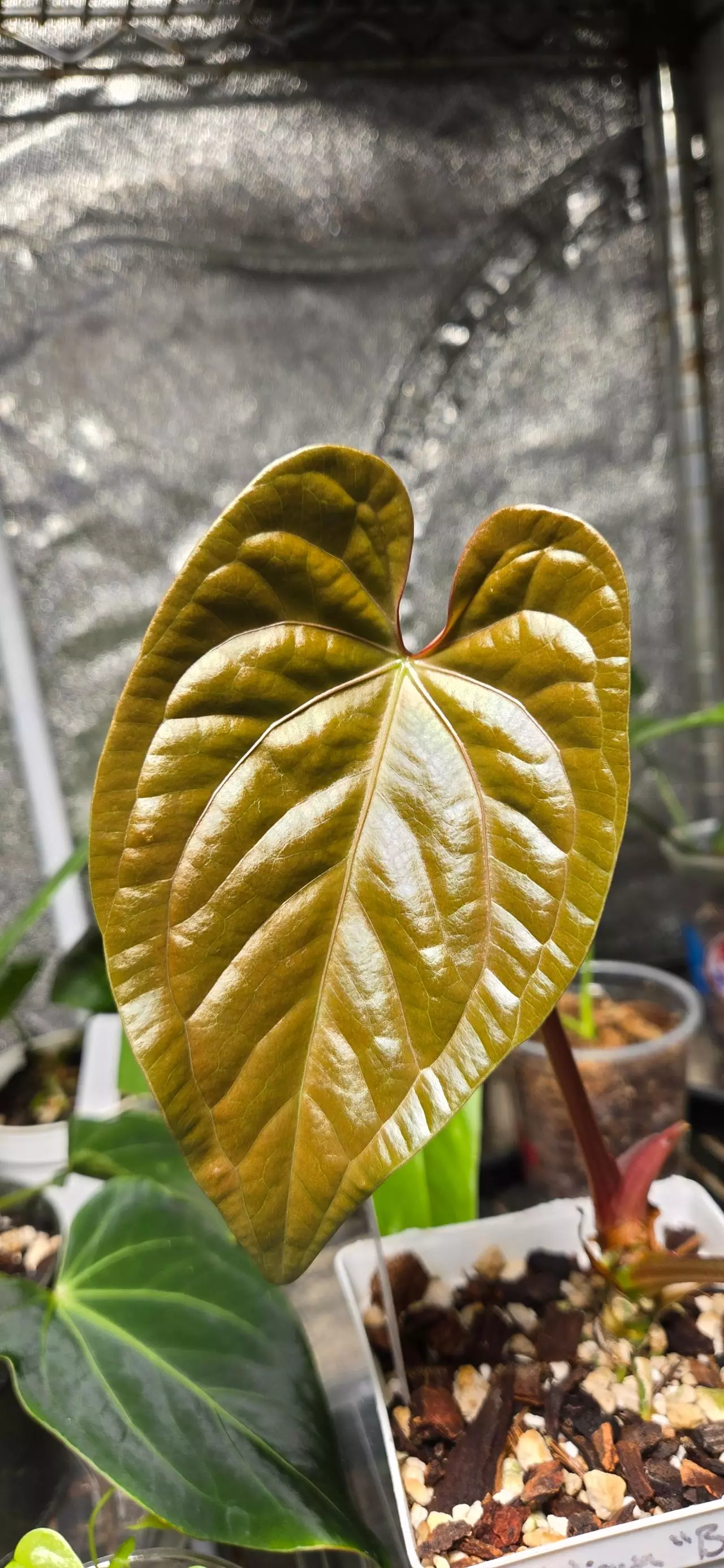 plant/Anthurium (RCxRG dress) x Delta Dawn-1