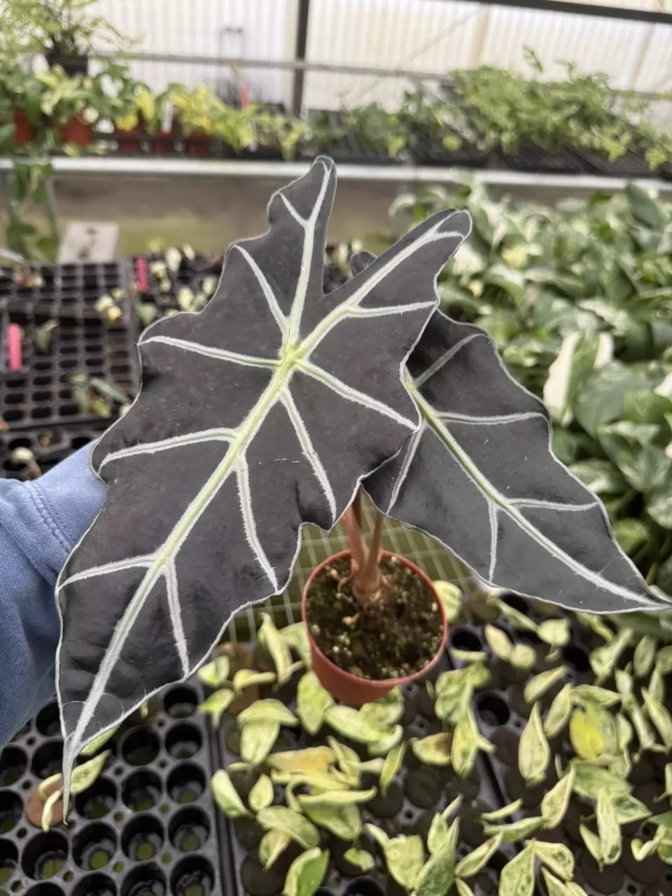 plant/Alocasia purpley 4” pot growers choice-1