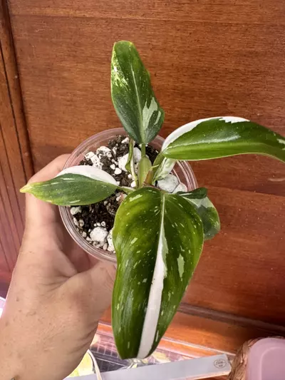 plant/Philodendron white princess-0-thumbnail