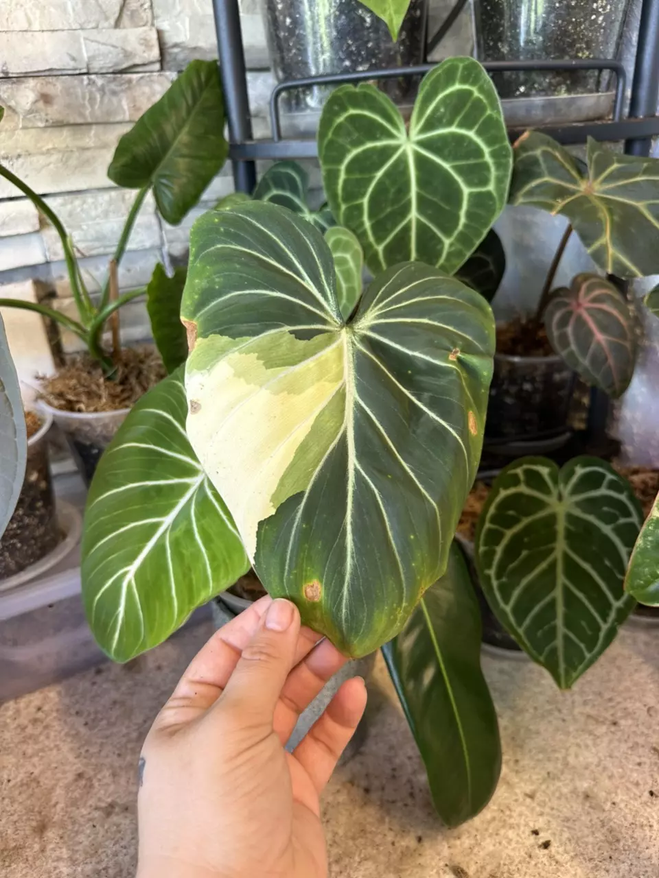 plant/Philodendron Gloriosum Type 1 Variegated-1