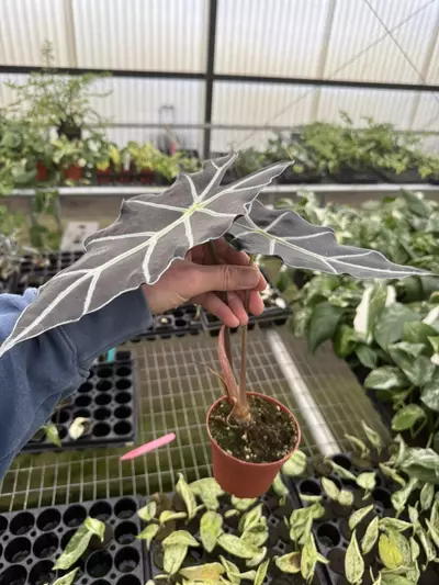 plant/Alocasia purpley 4” pot growers choice-4-thumbnail