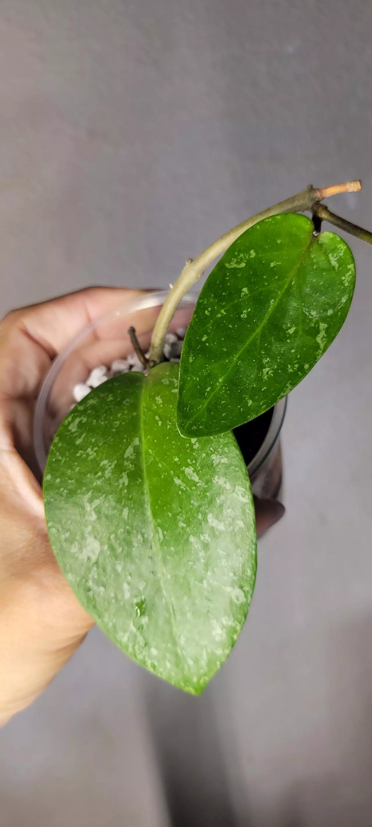 plant/Hoya WRX34-02 Densifolia x Verticillata Rooted w/ peduncle at base-1