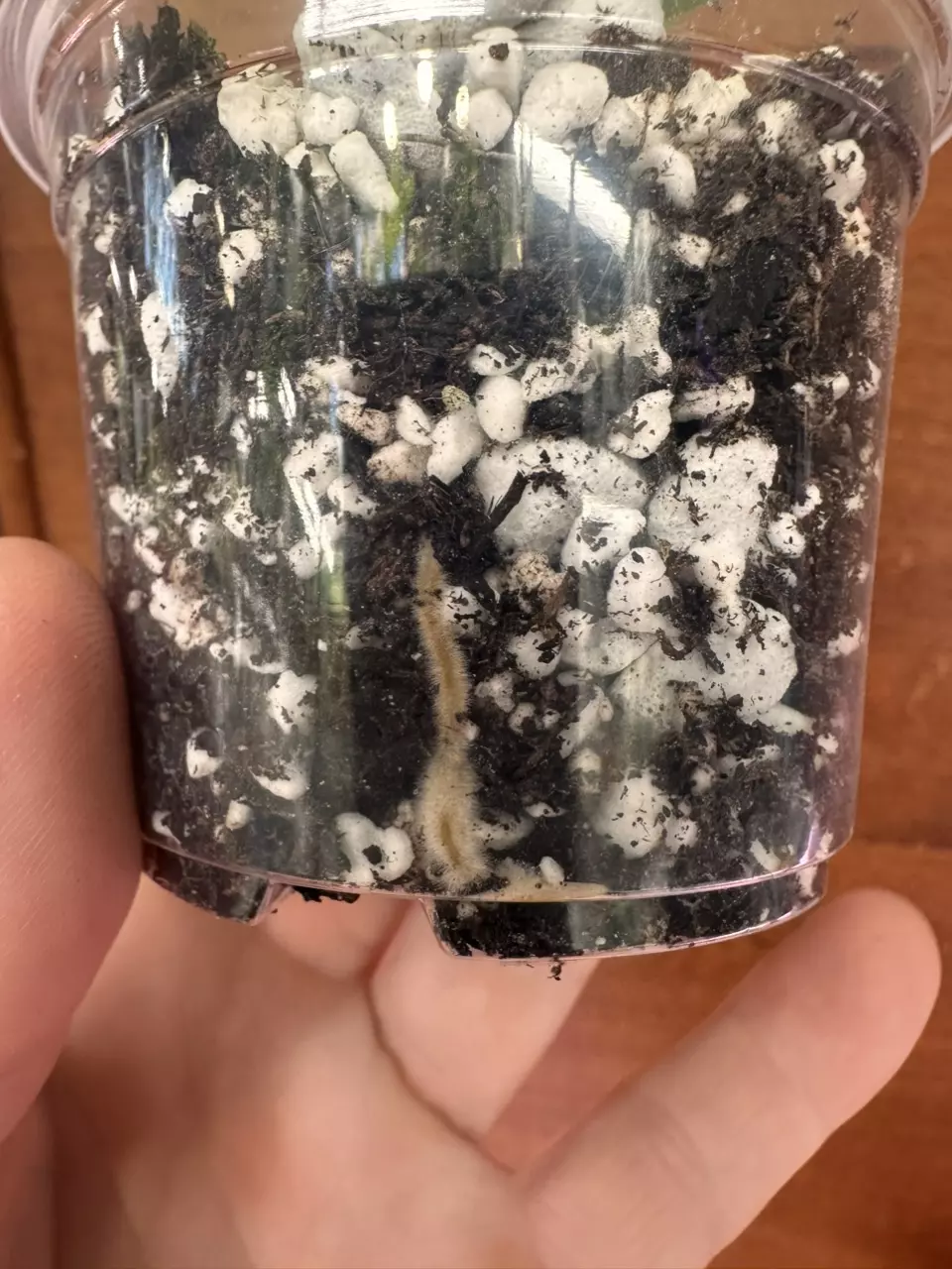 plant/Philodendron white princess-1