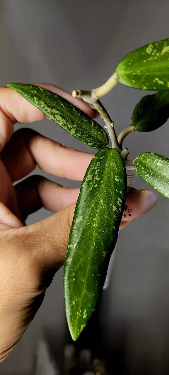 plant/Hoya Loei Province Unrooted-1