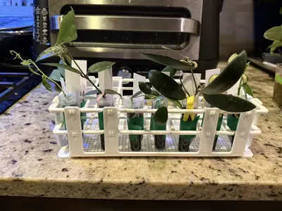 plant/Mystery Hoya Clippings Bundle-1-thumbnail