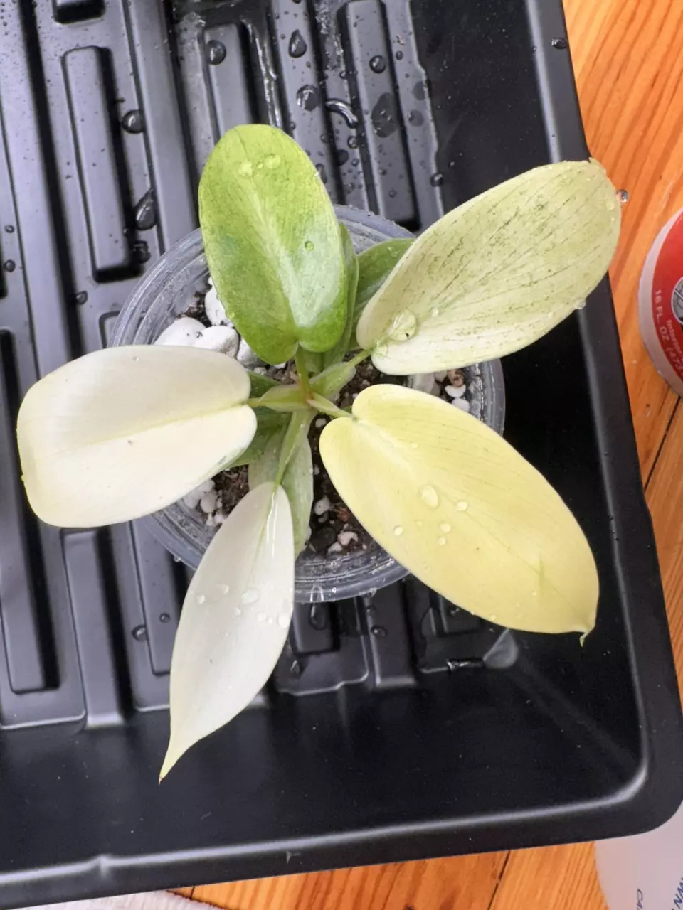 plant/Philodendron ‘Florida Ghost’-1