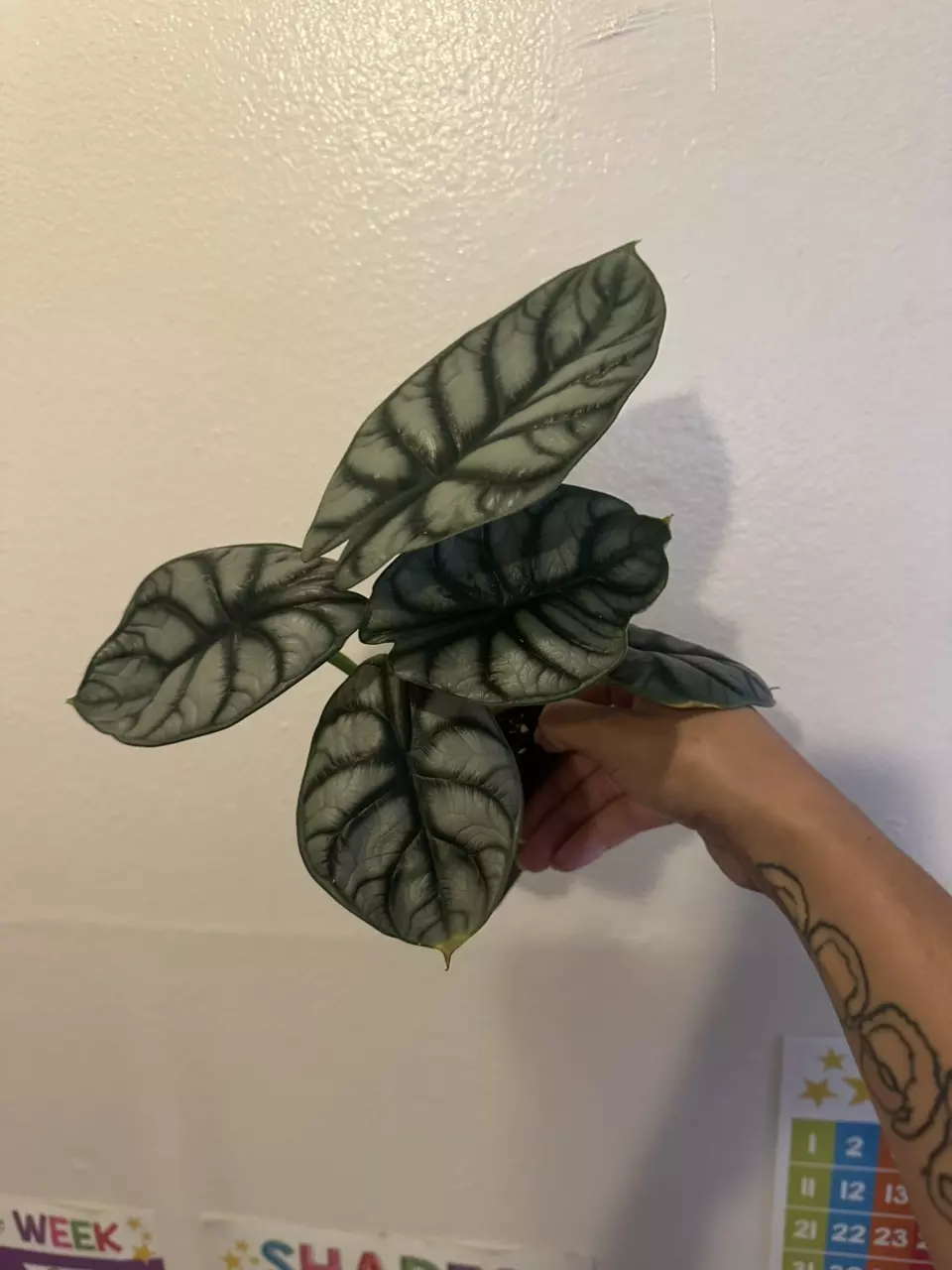 plant/Alocasia Silver Dragon Pups-2