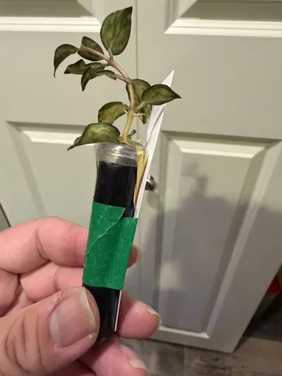 plant/Mystery Hoya Clippings Bundle-5-thumbnail