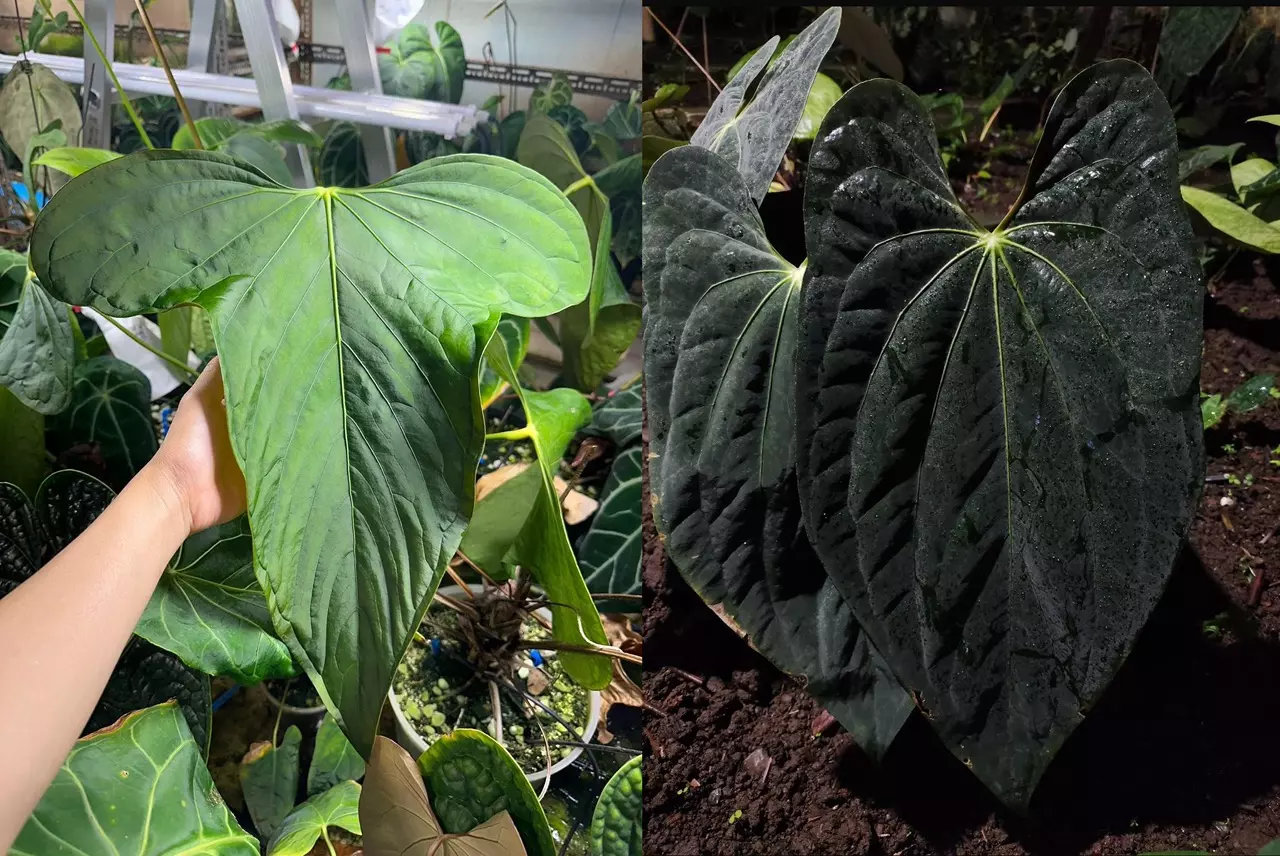 plant/Seed grown anthurium Xone x subsignatum starter plant growers choice-0