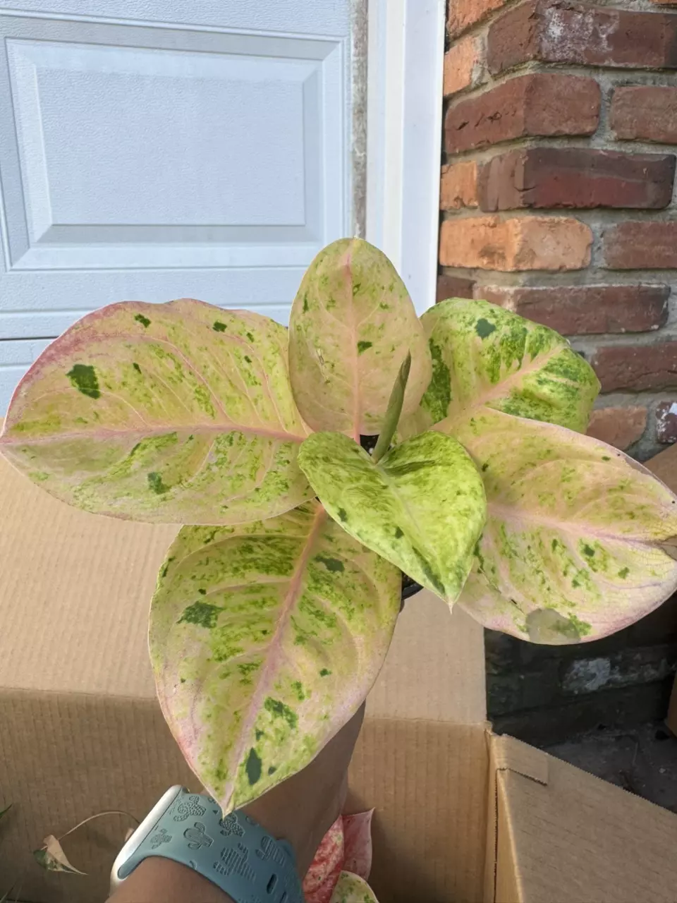 plant/Aglaonema pink Emerlald-1