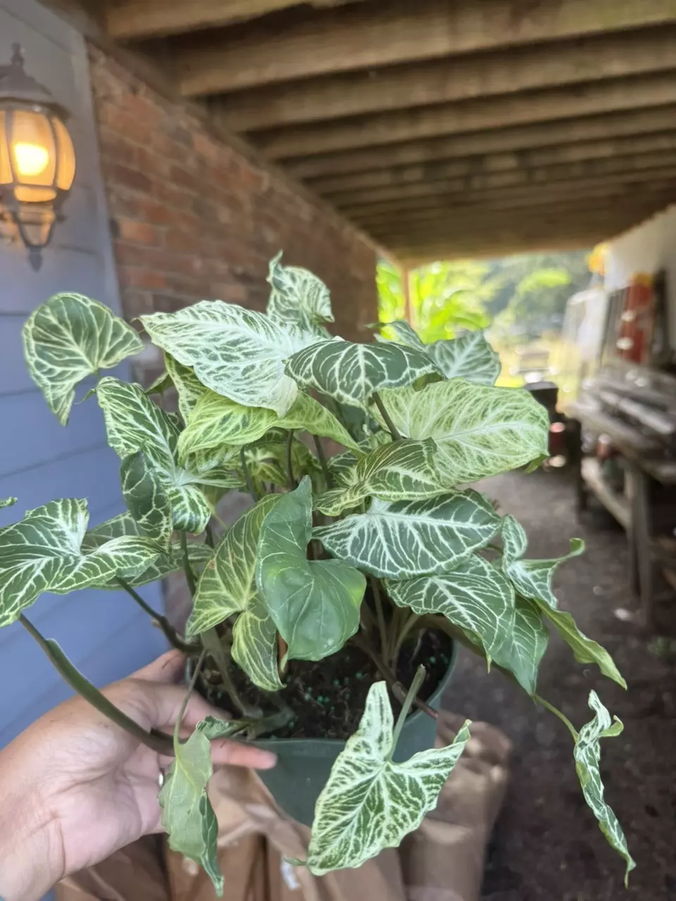 plant/Syngonium Batik-1