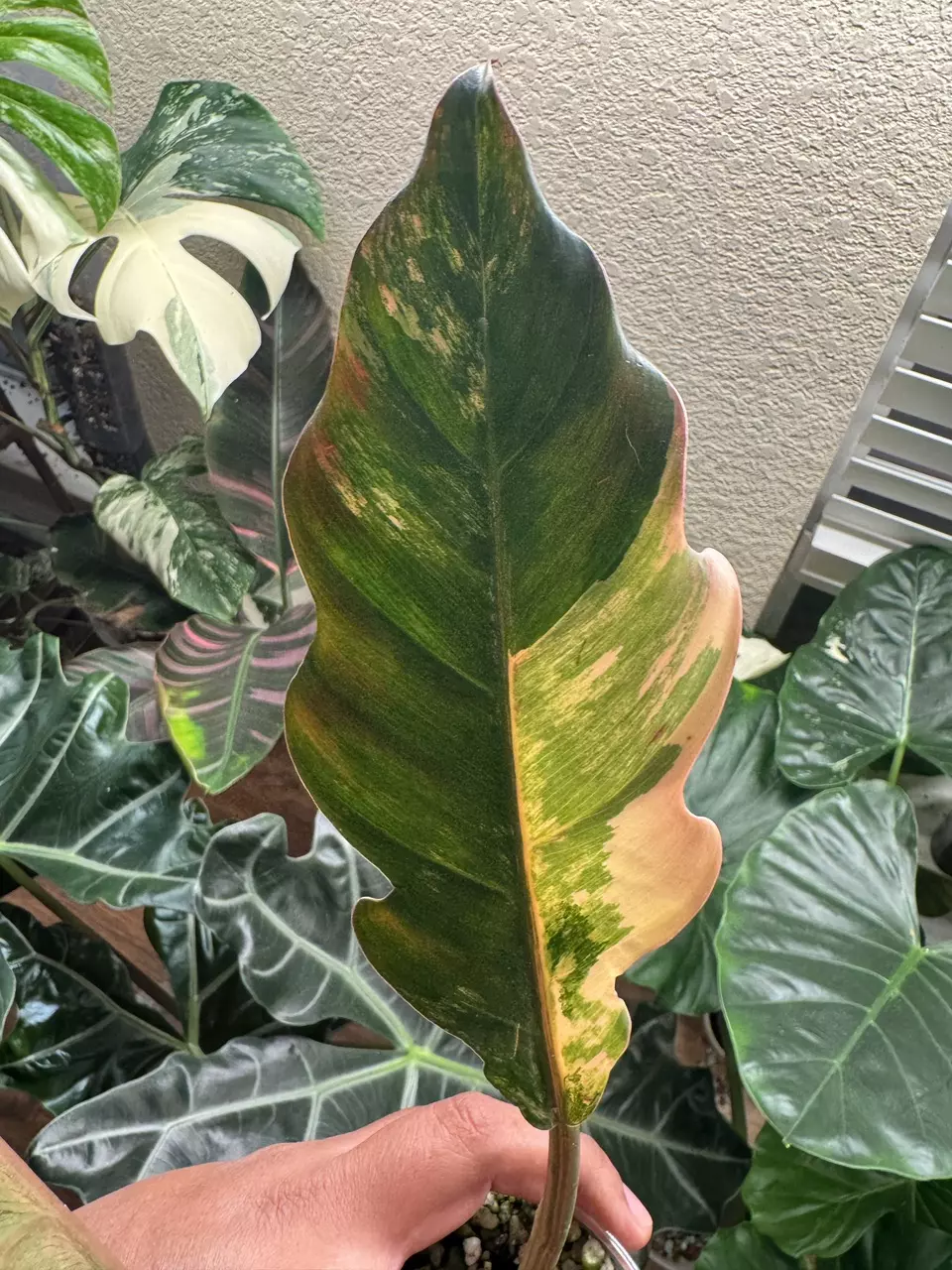 plant/High Variegated Caramel Marble-1