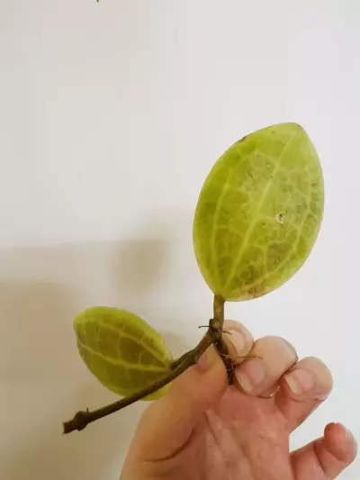 plant/Hoya Tomataensis (the other clone)-0-thumbnail
