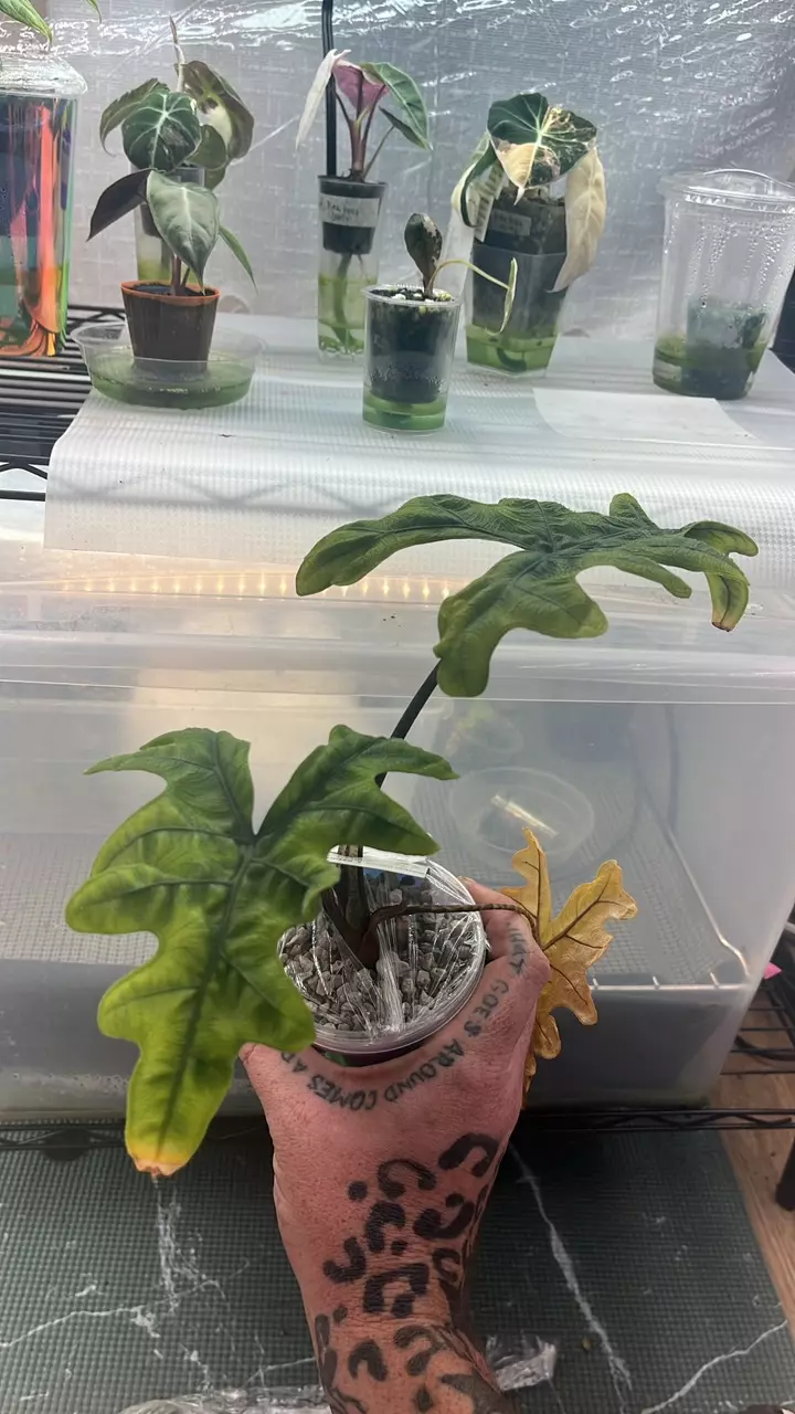 plant/Alocasia Jacklyn corming size teen-0