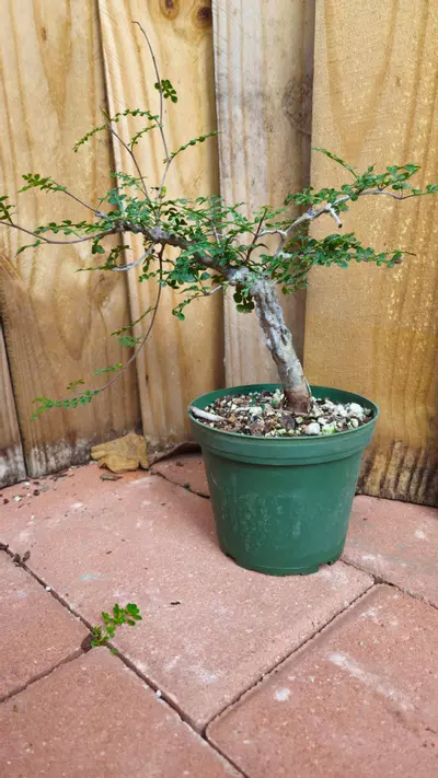 plant/LIVE PLANT 1ft Operculicarya decaryi Elephant Tree-3-thumbnail