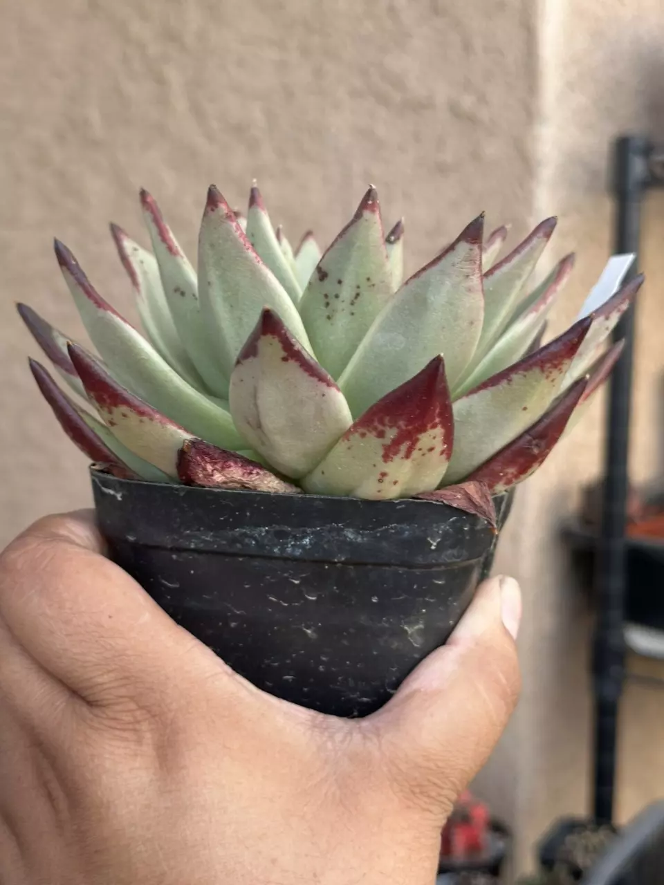 plant/Ebony-1