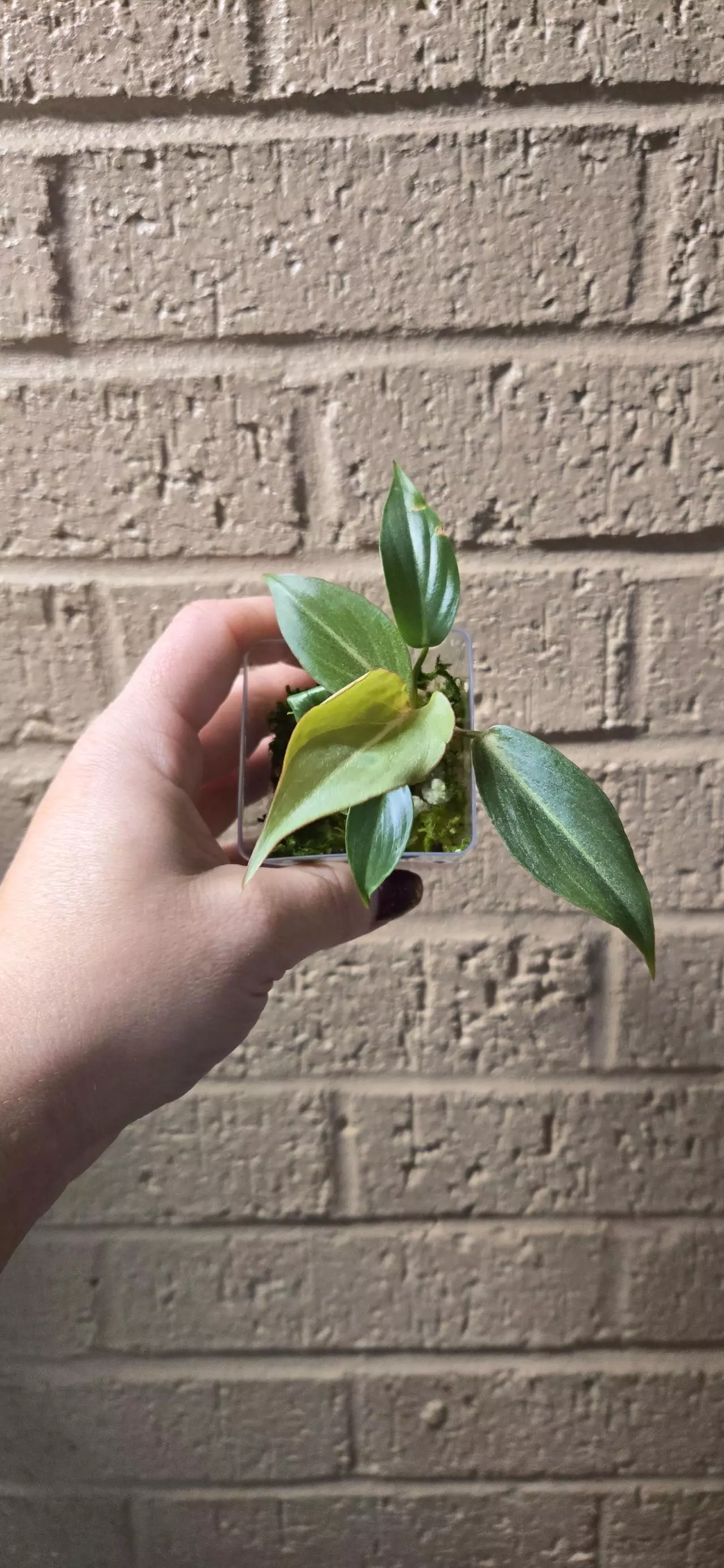 plant/Philodendron gloriousm pink back-0