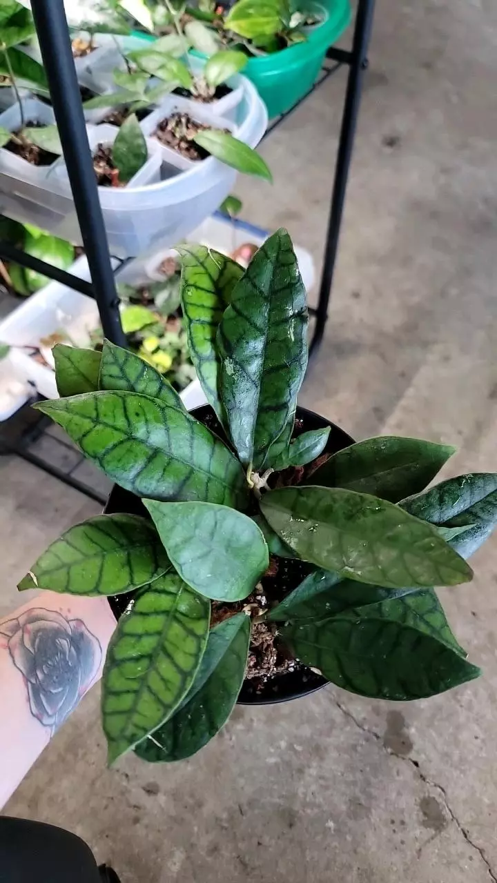 plant/Hoya Callistophylla-2