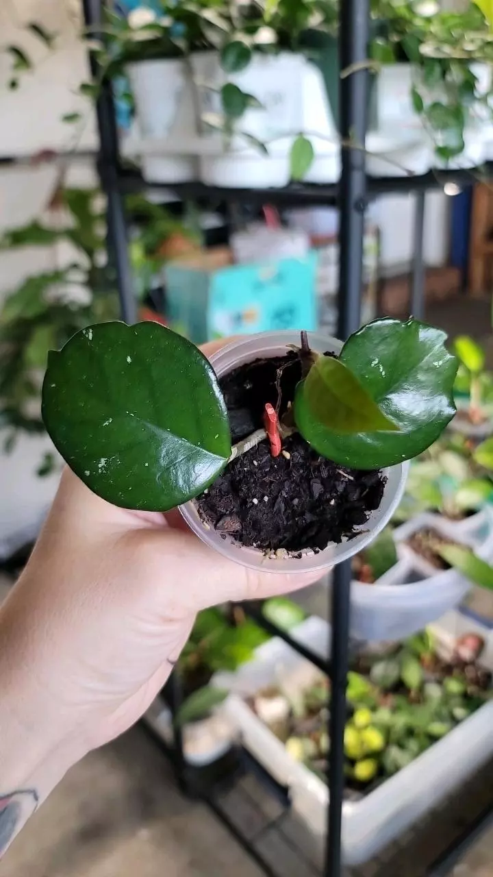 plant/Hoya Carnosa Freckles-0