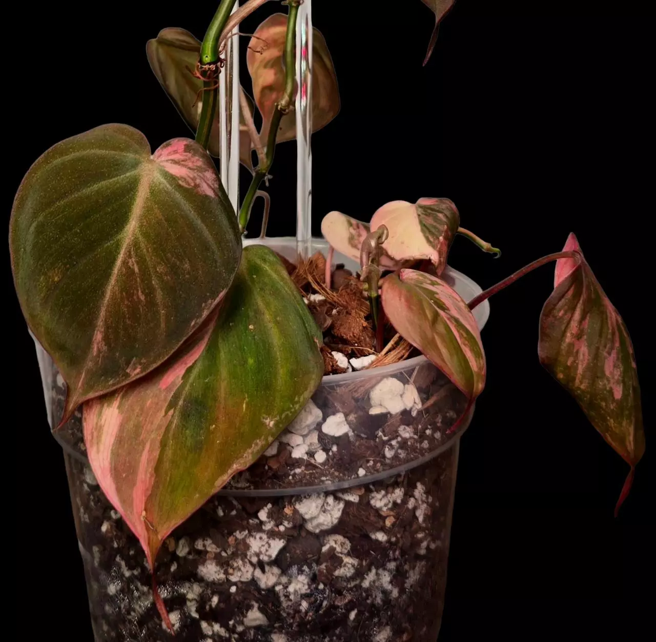 plant/4 Pink Micans Philodendron Plants in 8 inch pot with trellis-0